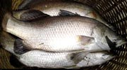 Fish / মাছ